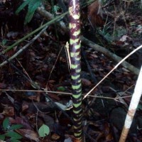 Ochlandra stridula Thwaites